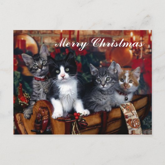 4 Chats Joyeux Noël Carte postale (Devant)