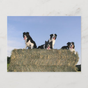 4 collies aan de rand.png briefkaart