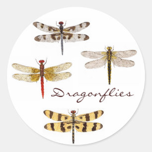 4 Dragonvliegen Ronde Sticker