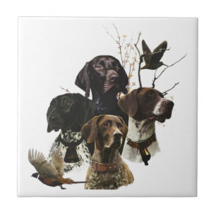 4 Duitse kortharige pointer kleuren Tegeltje