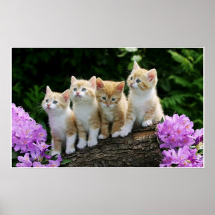 4 gele kittens poster