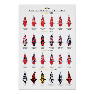 4 hoofdsoorten koi vissen perfect poster