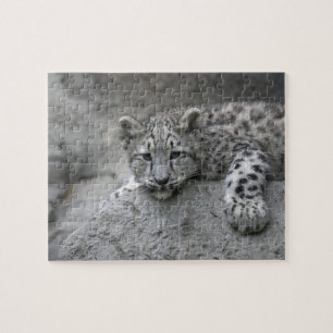 4 maanden oude sneeuwluipaardwelp gedrapeerd over legpuzzel