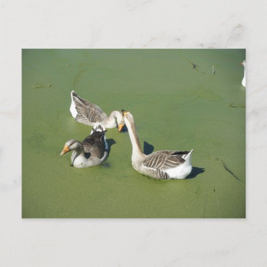 4 mars (59) Carte postale (Devant)