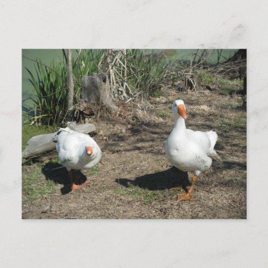 4 mars (63) Carte postale (Devant)