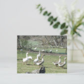4 mars_Park Ducks #2 Carte postale (Debout devant)