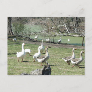 4 mars_Park Ducks #2 Carte postale
