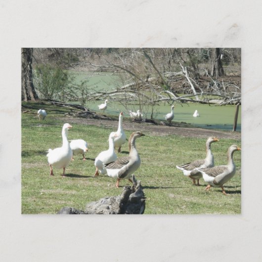 4 mars_Park Ducks #2 Carte postale (Devant)