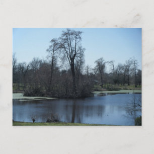 4 mars_Swampy Park #2 Carte postale