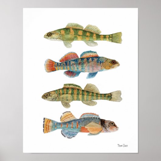 4 Vaak Darter Species Poster (Voorkant)