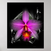 4 x5 zwart orchidee Ratio Afdruk Img5506 Poster (Voorkant)