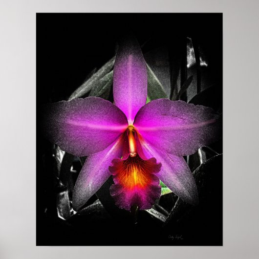 4 x5 zwart orchidee Ratio Afdruk Img5506 Poster (Voorkant)