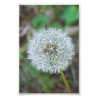 4 x 6-inch mooie andelion foto afdruk