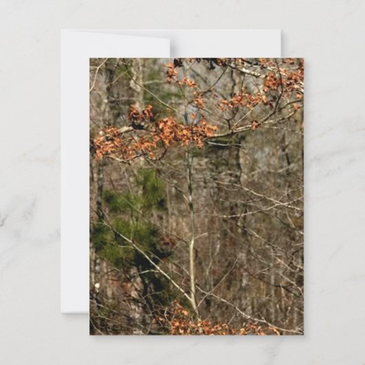 4x5 Carte de remerciements plat Cerf Couple Doe Bu (Dos)