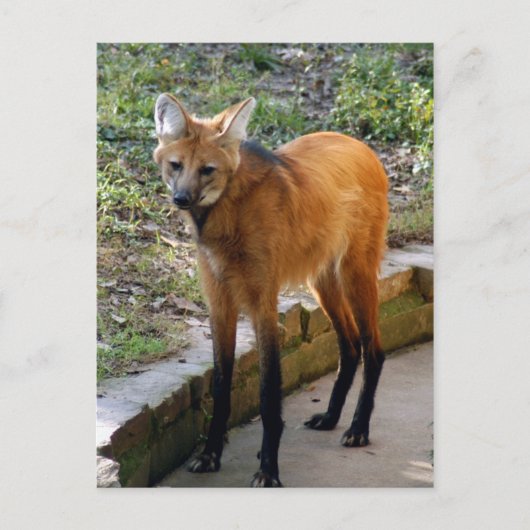 4x6 Briefkaart Sjabloon (Voorkant)