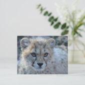 4x6-cheetah briefkaart (Staand voorkant)