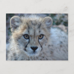 4x6-cheetah briefkaart