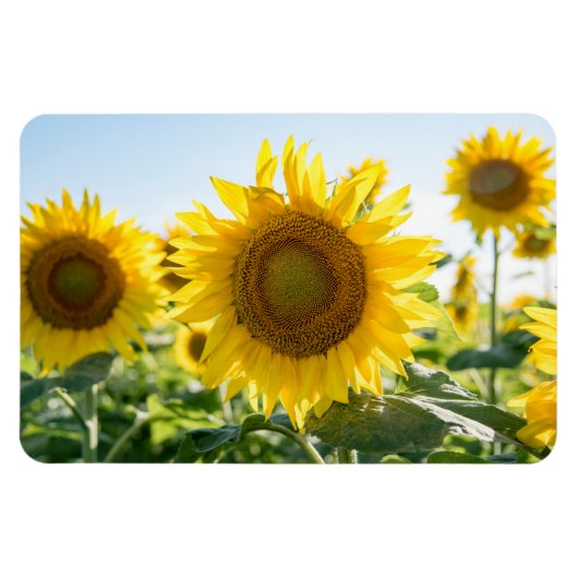 4x6 flat Magnet Magneet (Horizontaal)