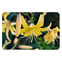 4x6 flat Magnet Magneet