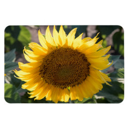 4x6 flat Magnet Magneet