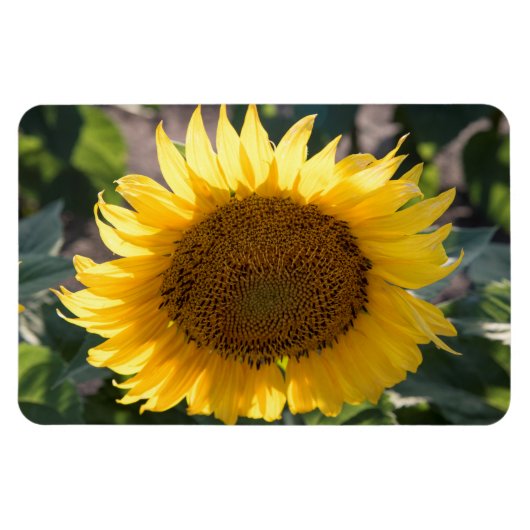 4x6 flat Magnet Magneet (Horizontaal)