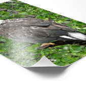 4x6 foto van eagle foto afdruk (Hoek)