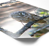 4x6 foto van uil foto afdruk (Hoek)