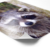 4x6 fotoracoon foto afdruk (Hoek)