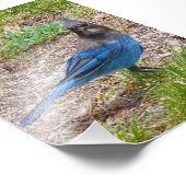 4x6 photo bleu jay (Coin)