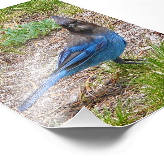 4x6 photo bleu jay (Coin)