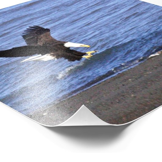 4x6 photo d'aigle (Coin)