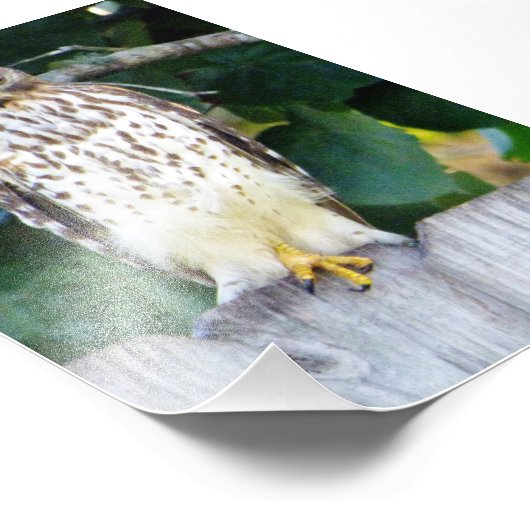 4x6 photo de faucon (Coin)