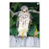 4x6 photo de faucon (Devant)