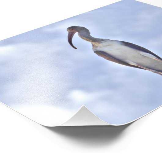 4x6 photo de grue (Coin)