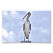 4x6 photo de grue (Devant)