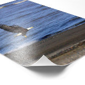 4x6 photo of eagle (Coin)