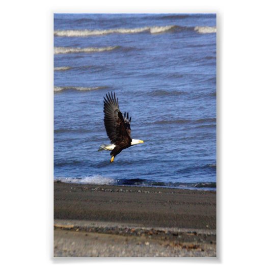4x6 photo of eagle foto afdruk (Voorkant)