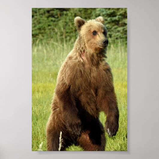 4x6 Poster Paper (Matte) de grizzli (Devant)