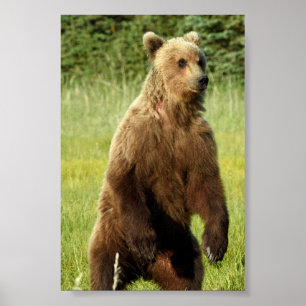 4x6 Poster papier (Matte) met grizzly beer