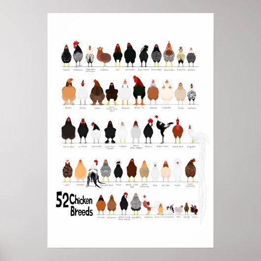 52 breeds of chickens poster (Devant)