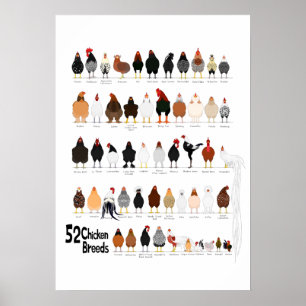 52 kippenrassen poster