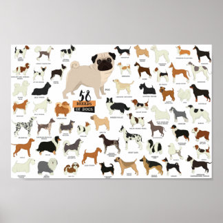 52 Poster Des Chiens De Race
