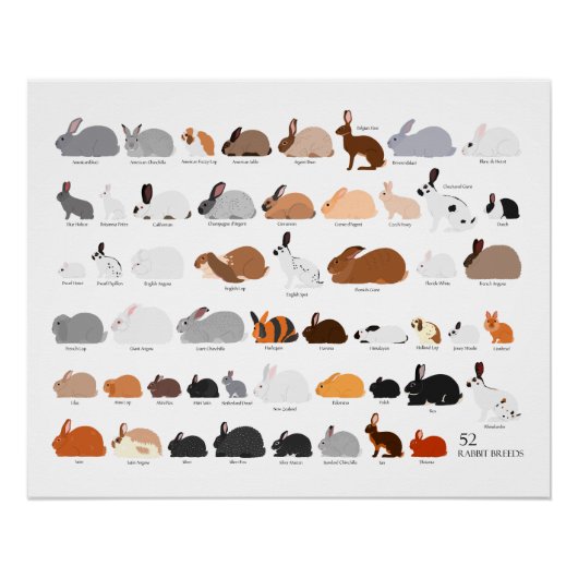 52 rabbit breeds chart perfect poster (Voorkant)