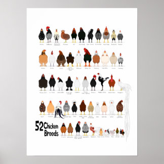 52 rassen van kippen poster