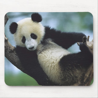 557711600wb1fp3 muismat