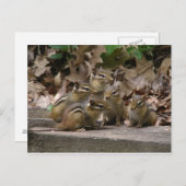 5 Baby Chipmunks Briefkaart (Voorkant / Achterkant)