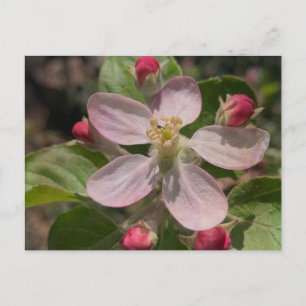 5 sterren Apple Blossom Foto Briefkaart
