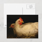 5 tenen en Survivor Briefkaart (Voorkant / Achterkant)