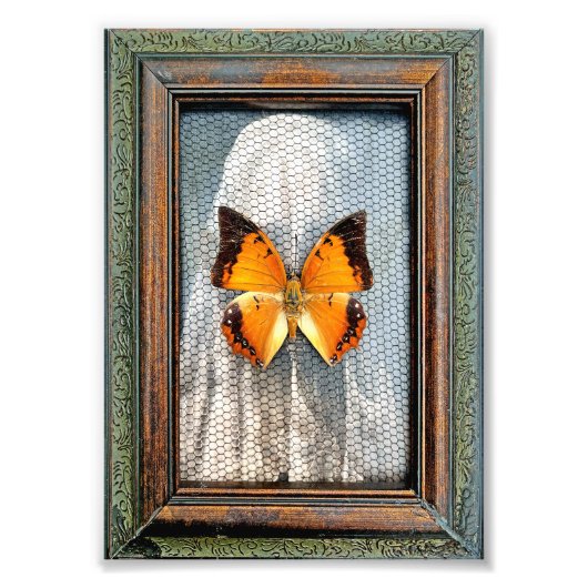 5" x 7" Black-Bordered Charaxes Butterfly Foto Afdruk (Voorkant)