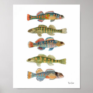 5 ZoetwaterDarters Poster